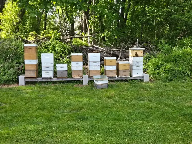B Squared Farms beehives beside the woods in southern New Jersey